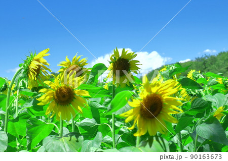 太陽の花 90163673