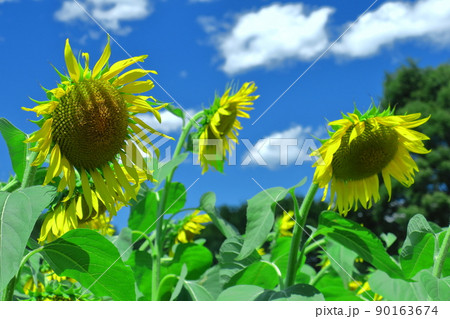 太陽の花 太陽の花 90163674
