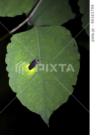 【夏イメージ】葉っぱに止まって光を放つホタル 90163799