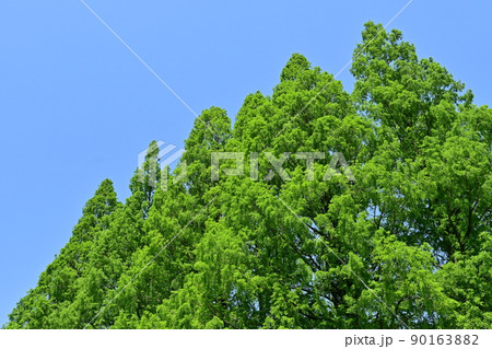 メタセコイアの新緑と青空 90163882