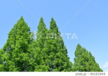 メタセコイアの新緑と青空 90163949