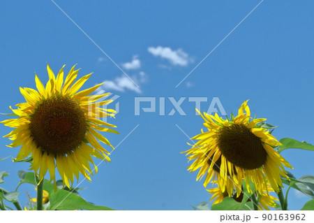 太陽の花 90163962