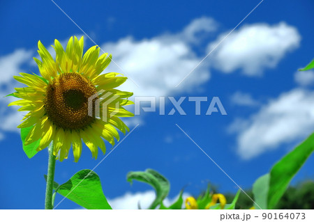 太陽の花 90164073