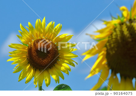 太陽の花 太陽の花 90164075