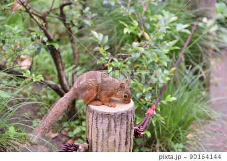 二ホンリス4 二ホンリス4 90164144