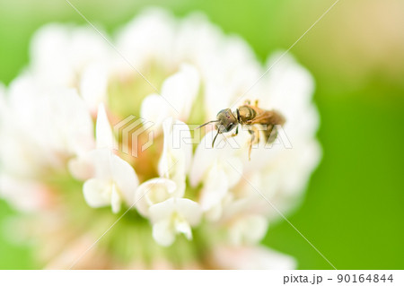 アカガネコハナバチ 90164844