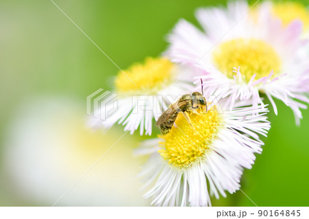 アカガネコハナバチ 90164845