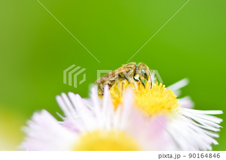 アカガネコハナバチ 90164846