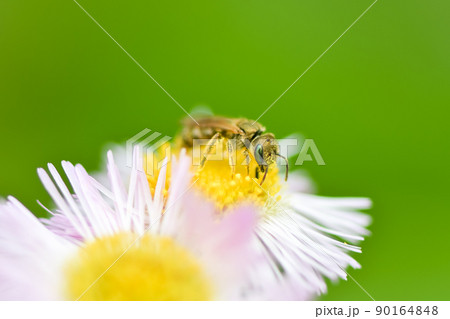 アカガネコハナバチ 90164848