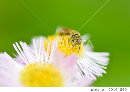 アカガネコハナバチ アカガネコハナバチ 90164849