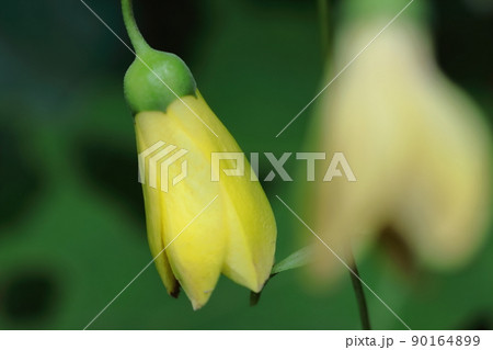 森に垂れ下がるランプ 90164899