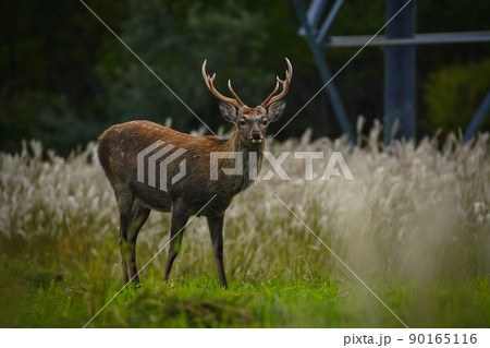 エゾシカ 90165116