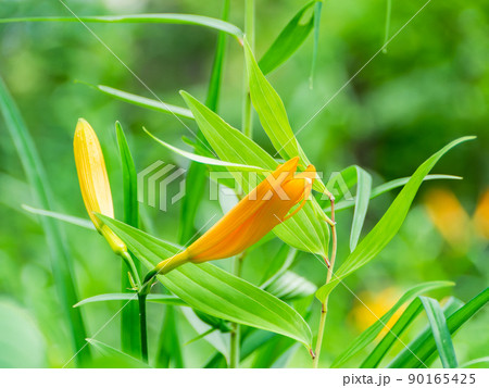 東京都の絶滅危惧種　府中にだけ自生する貴重なムサシノキスゲの美しい花 90165425