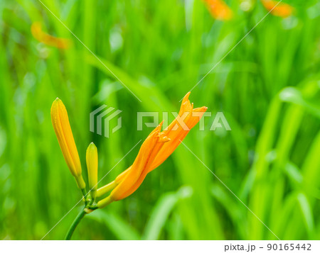 東京都の絶滅危惧種　府中にだけ自生する貴重なムサシノキスゲの美しい花 90165442