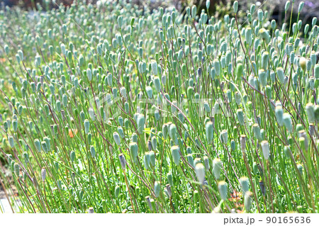 花が終わった後のナガミヒナゲシの実 花が終わった後のナガミヒナゲシの実 90165636