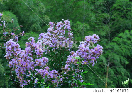 真夏の青空に映える 真夏の青空に映える 90165639