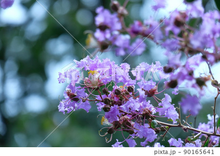 真夏の青空に映える 真夏の青空に映える 90165641