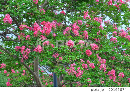 真夏の青空に映える 真夏の青空に映える 90165874