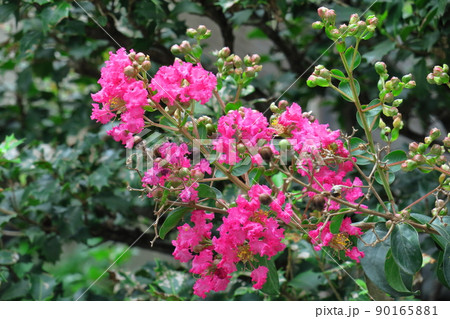 真夏の青空に映える 90165881