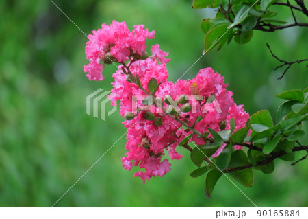 真夏の青空に映える 真夏の青空に映える 90165884