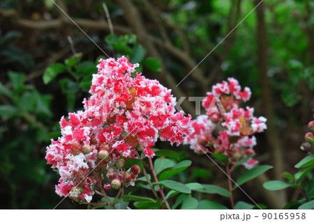 真夏の青空に映える 真夏の青空に映える 90165958