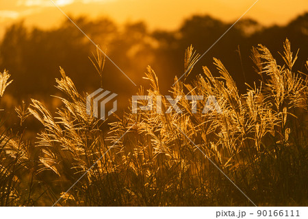 日本画 夕日に燃えるすすき 日本画 夕日に燃えるすすき 日本画夕日に