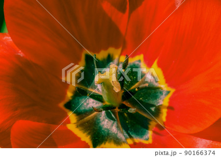 Tulip flower close up. Close-up photo of tulip petals. 90166374