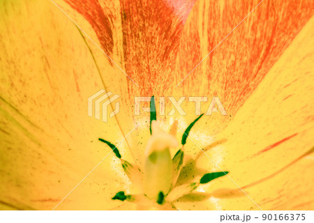 Tulip flower close up. Close-up photo of tulip petals. 90166375
