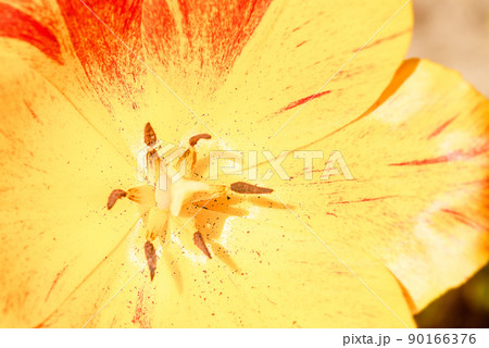 Tulip flower close up. Close-up photo of tulip petals. 90166376