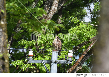 山地の森林に生息するノスリ 90166452