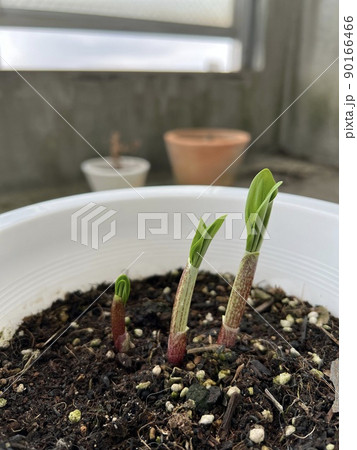 行者ニンニク 行者ニンニク 90166466