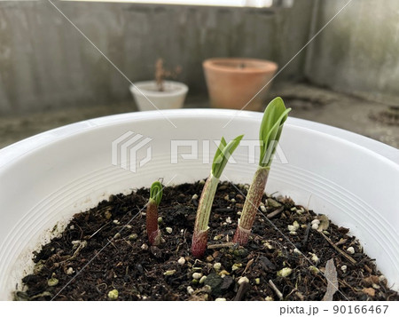 行者ニンニク 行者ニンニク 90166467