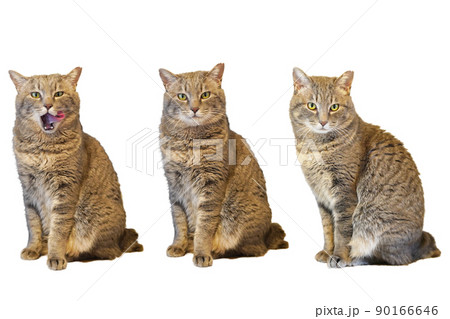 座る猫切り抜きセット 座る猫切り抜きセット 90166646