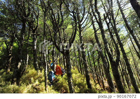 登山 山登り アルプ 90167072