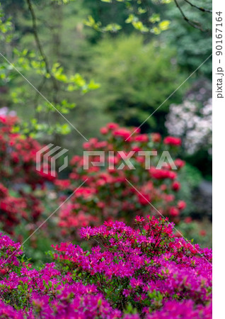 Garden with blooming trees during spring time Garden with blooming trees during spring time 90167164