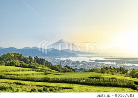 静岡県静岡市の日本平から新緑のお茶畑と富士山 静岡県静岡市の日本平から新緑のお茶畑と富士山 90167683