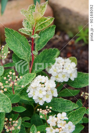 コデマリ ピンクアイス コデマリ ピンクアイス 90168092