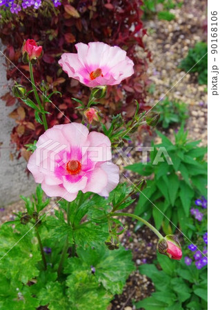 ラナンキュラス　ラックス 90168106