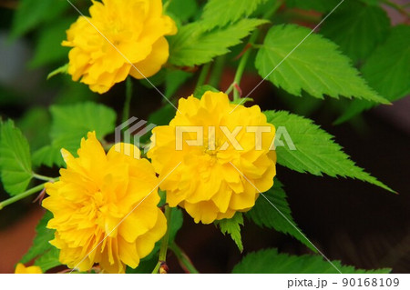 八重咲きのヤマブキ 八重咲きのヤマブキ 90168109