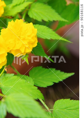 八重咲きのヤマブキ 八重咲きのヤマブキ 90168116