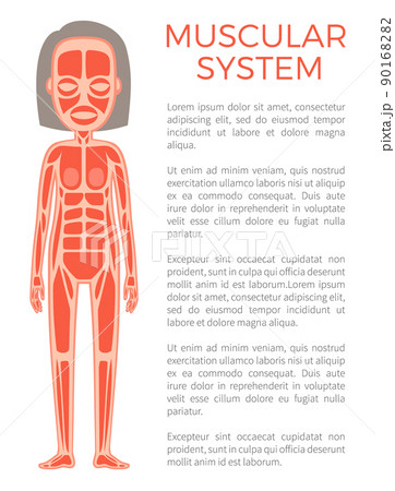 Muscular System of Body Poster Vector Illustration 90168282