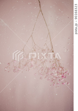A branch of gypsophila on a pink background, blurred behind wet glass. Abstraction. 90168323