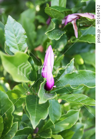 Beautiful magnolia blossom in spring 90168452