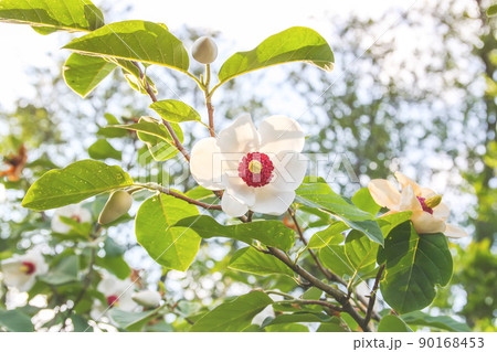 Beautiful magnolia blossom in spring 90168453