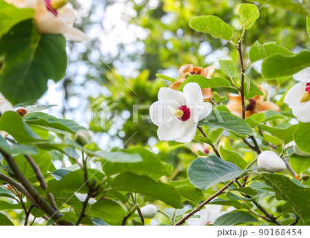 Beautiful magnolia blossom in spring 90168454