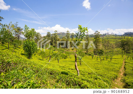 Tea plantation Tea plantation 90168952