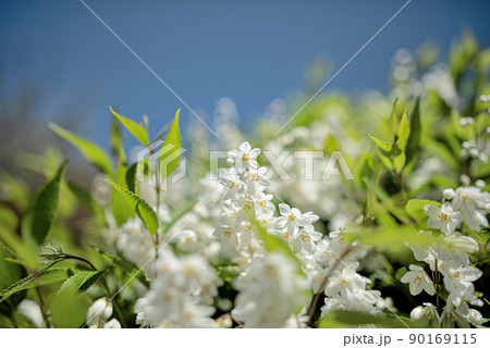 春の青空に向かって咲くヒメウツギ 90169115