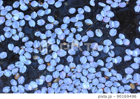水に浮かぶ桜の花びら　背景素材 90169496