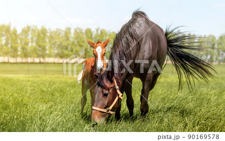 A thoroughbred beautiful chestnut Mare with a foal. Horses grazing in pasture. Sunlight. Summer pasture 90169578