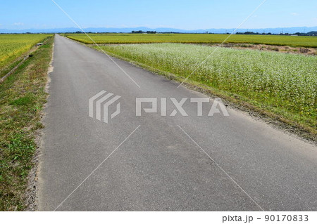 舗装された農道と田園風景 舗装された農道と田園風景 90170833